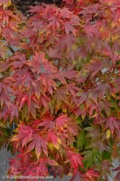 Oregon Sunset Japanese Maple (Acer Palmatum) - 2 Gallon Pot -Garden Care Japanese Maple Oregon Sunset 9