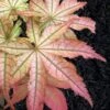 Peaches And Cream Japanese Maple - 1 Gallon Pot