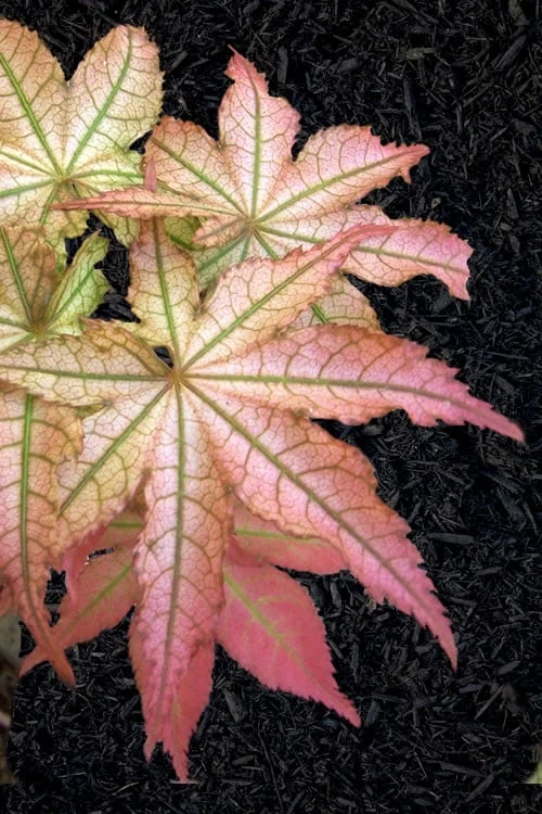 Peaches And Cream Japanese Maple - 2 Gallon Pot 1 Peaches And Cream Japanese Maple - 2 Gallon Pot