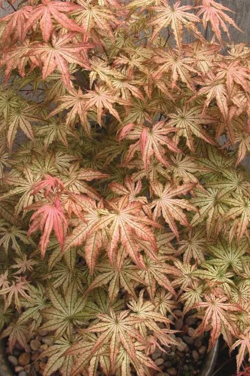 Peaches And Cream Japanese Maple - 2 Gallon Pot 5 Peaches And Cream Japanese Maple - 2 Gallon Pot - Image 5
