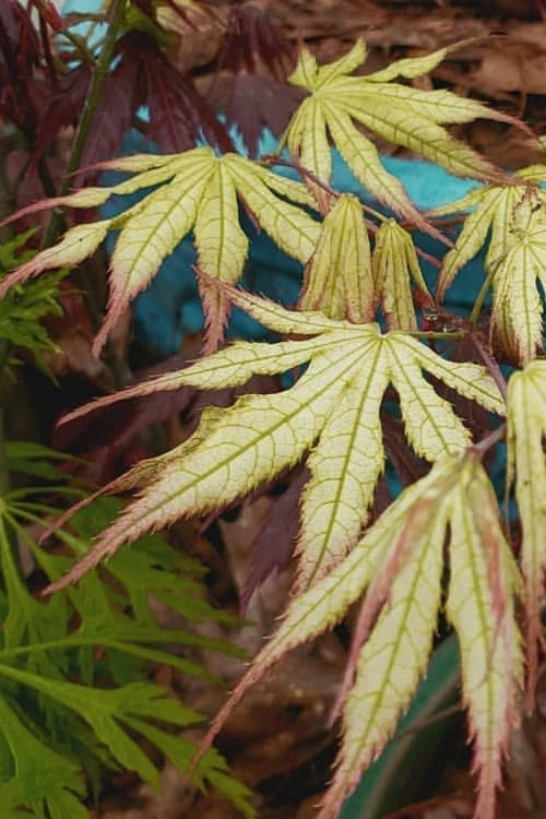 Peaches And Cream Japanese Maple - 1 Gallon Pot 8 Peaches And Cream Japanese Maple - 1 Gallon Pot - Image 8