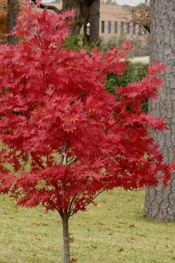 Pixie Dwarf Red Japanese Maple - 5 Gallon Pot -Garden Care Japanese Maple Pixie Dwarf 10 1