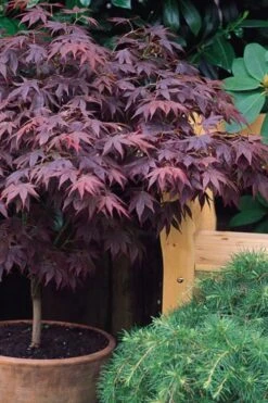Pixie Dwarf Red Japanese Maple - 5 Gallon Pot -Garden Care Japanese Maple Pixie Dwarf 6 1