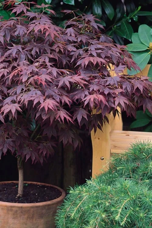 Pixie Dwarf Red Japanese Maple - 2 Gallon Pot 5 Pixie Dwarf Red Japanese Maple - 2 Gallon Pot - Image 5