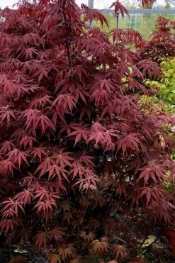 Pixie Dwarf Red Japanese Maple - 2 Gallon Pot 9 Pixie Dwarf Red Japanese Maple - 2 Gallon Pot -Garden Care Japanese Maple Pixie Dwarf 9