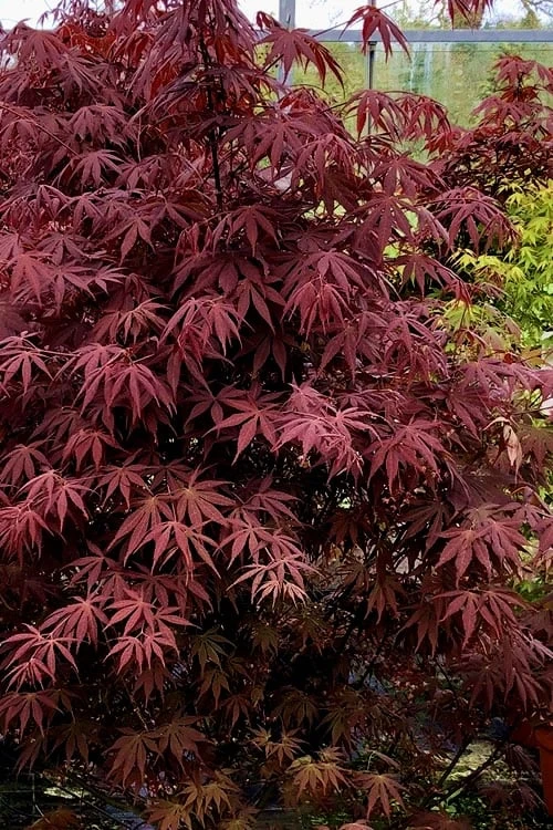 Pixie Dwarf Red Japanese Maple - 2 Gallon Pot 4 Pixie Dwarf Red Japanese Maple - 2 Gallon Pot - Image 4