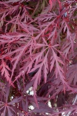 Red Dragon Dwarf Japanese Maple - 3 Gallon Pot -Garden Care Japanese Maple Red Dragon 11