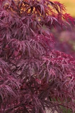 Featured Products 23 Red Dragon Dwarf Japanese Maple - 5 Gallon Pot