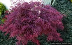 Red Dragon Dwarf Japanese Maple - 3 Gallon Pot -Garden Care Japanese Maple Red Dragon 21