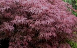 Red Dragon Dwarf Japanese Maple - 5 Gallon Pot -Garden Care Japanese Maple Red Dragon 3 1