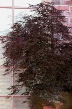 Red Select Laceleaf Japanese Maple - 3 Gallon Pot -Garden Care Japanese Maple Red Select 2