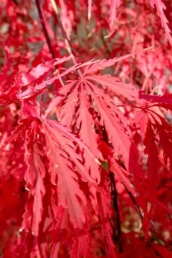 Red Select Laceleaf Japanese Maple - 3 Gallon Pot -Garden Care Japanese Maple Red Select 4