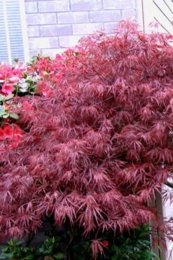 Red Select Laceleaf Japanese Maple - 3 Gallon Pot -Garden Care Japanese Maple Red Select 5