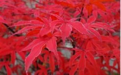 Shirazz Japanese Maple - 1 Gallon Pot -Garden Care Japanese Maple Shirazz 10 1