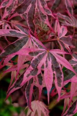 Featured Products 17 Shirazz Japanese Maple - 2 Gallon Pot