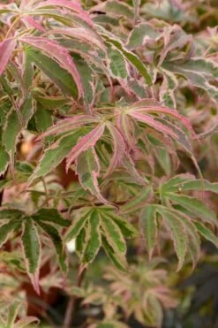 Shirazz Japanese Maple - 2 Gallon Pot -Garden Care Japanese Maple Shirazz 13