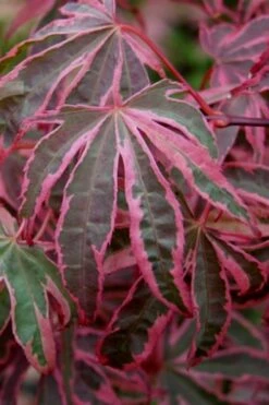 Shirazz Japanese Maple - 2 Gallon Pot -Garden Care Japanese Maple Shirazz 6