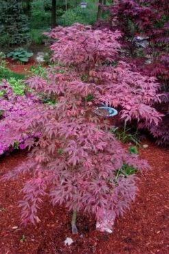 Shirazz Japanese Maple - 2 Gallon Pot -Garden Care Japanese Maple Shirazz 7