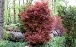 Skeeter's Broom Japanese Maple - 5 Gallon Pot -Garden Care Japanese Maple Skeeters Broom 1