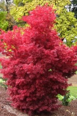 Skeeter's Broom Japanese Maple - 5 Gallon Pot