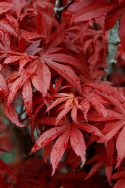 Skeeter's Broom Japanese Maple - 5 Gallon Pot -Garden Care Japanese Maple Skeeters Broom 6 1