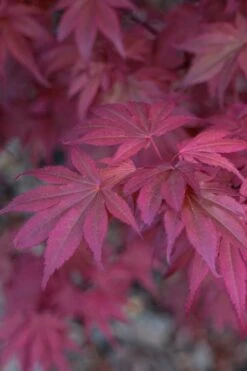 Skeeter's Broom Japanese Maple - 5 Gallon Pot -Garden Care Japanese Maple Skeeters Broom 8 1