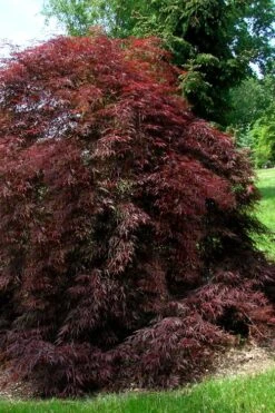 Tamukeyama Dwarf Red Japanese Maple - 3 Gallon Pot 10 Tamukeyama Dwarf Red Japanese Maple - 3 Gallon Pot -Garden Care Japanese Maple Tamukeyama 10 3