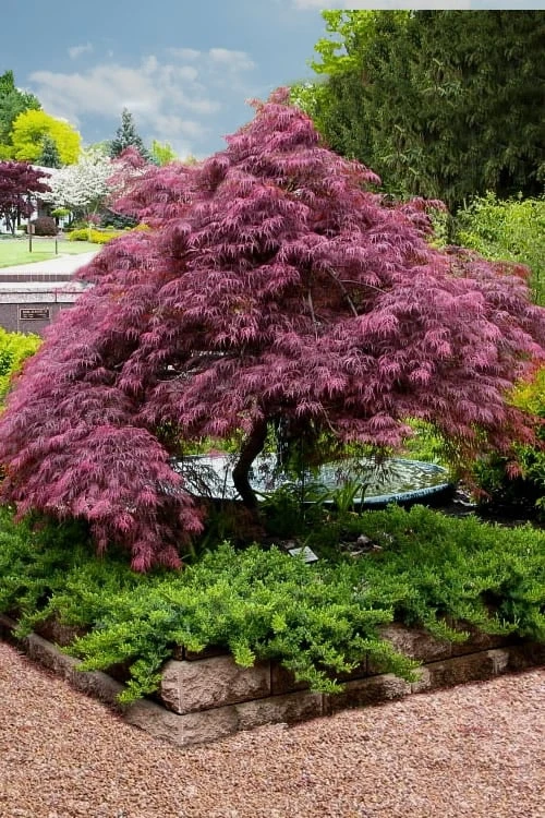Tamukeyama Dwarf Red Japanese Maple - 2 Gallon Pot 1 Tamukeyama Dwarf Red Japanese Maple - 2 Gallon Pot