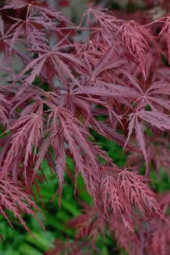 Tamukeyama Dwarf Red Japanese Maple - 1 Gallon Pot - High Grafted Tree Form -Garden Care Japanese Maple Tamukeyama 13