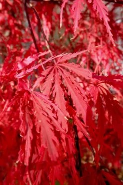 Tamukeyama Dwarf Red Japanese Maple - 2 Gallon Pot 13 Tamukeyama Dwarf Red Japanese Maple - 2 Gallon Pot -Garden Care Japanese Maple Tamukeyama 14 1