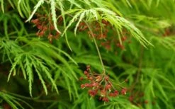 Viridis Dwarf Green Japanese Maple - 1 Gallon Pot -Garden Care Japanese Maple Viridis 11