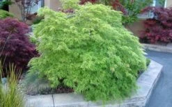 Viridis Dwarf Green Japanese Maple - 1 Gallon Pot -Garden Care Japanese Maple Viridis 17
