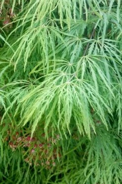 Viridis Dwarf Green Japanese Maple - 1 Gallon Pot -Garden Care Japanese Maple Viridis 19