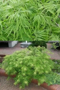 Viridis Dwarf Green Japanese Maple - 1 Gallon Pot -Garden Care Japanese Maple Viridis 500x750 1