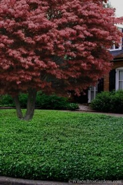 Asian Jasmine - Asiatic Jasmine - 1 Gallon Pot -Garden Care Jasmine Asian 21 1