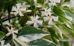 Variegated Confederate Jasmine - Trachelospermum Jasminoides - 6 Pack Of 1 Gallon Pots -Garden Care Jasmine Confederate Variegated Flowers