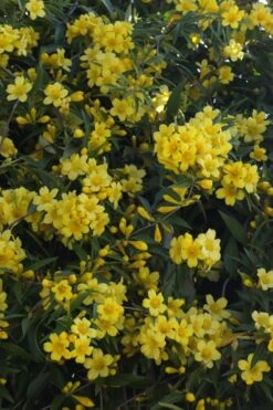 Duet Yellow Jasmine (Jessamine) - 2 Gallon Pot -Garden Care Jasmine Duet 5