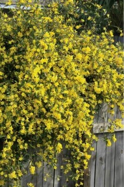 Duet Yellow Jasmine (Jessamine) - 2 Gallon Pot -Garden Care Jasmine Duet 8
