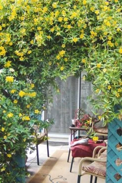 Duet Yellow Jasmine (Jessamine) - 2 Gallon Pot -Garden Care Jasmine Duet 9