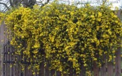 Duet Yellow Jasmine (Jessamine) - 2 Gallon Pot -Garden Care Jasmine Duet On Fence