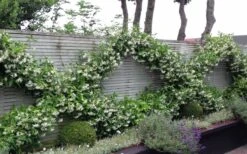 Madison Confederate Jasmine - 3 Gallon Pot 10 Madison Confederate Jasmine - 3 Gallon Pot -Garden Care Jasmine Madison 12