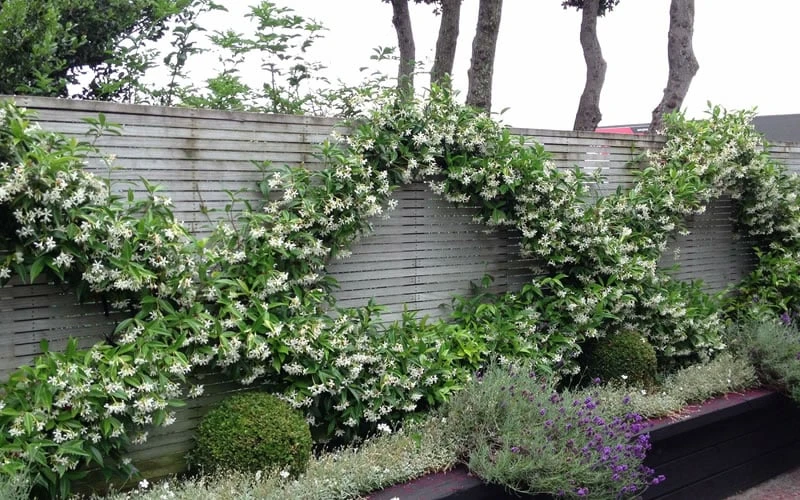 Madison Confederate Jasmine - 3 Gallon Pot 4 Madison Confederate Jasmine - 3 Gallon Pot - Image 4