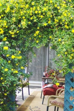 Pride Of Augusta Double Flowering Carolina Jasmine - 2 Gallon Pot -Garden Care Jasmine Pride Of Augusta 2