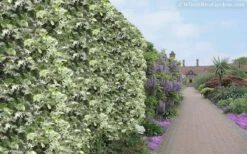 Variegated Confederate Jasmine - Trachelospermum Jasminoides - 6 Pack Of 1 Gallon Pots -Garden Care Jasmine Variegated Confederate 11