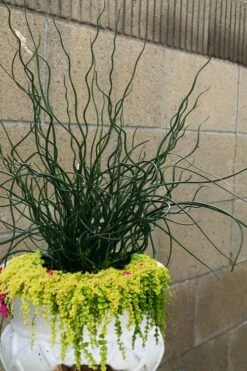 Big Twister Giant Corkscrew Rush (Juncus Effusus) - 1 Gallon Pot 11 Big Twister Giant Corkscrew Rush (Juncus Effusus) - 1 Gallon Pot -Garden Care Juncus Big Twister 12