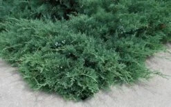 Blue Sargent Juniper - 3 Gallon Pot -Garden Care Juniper Blue Sargent 2