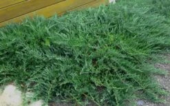 Blue Sargent Juniper - 3 Gallon Pot -Garden Care Juniper Blue Sargent Rev