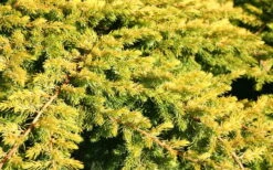 All Gold Golden Pacific Juniper - 3 Gallon Pot -Garden Care Juniper Golden Pacific 10