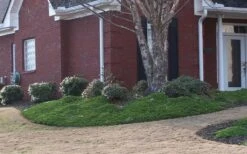 Green Mound Juniper - 6-Pack Of 1 Gallon Pots -Garden Care Juniper Green Mound