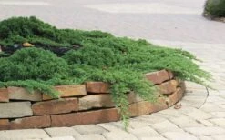 Green Mound Juniper - 6-Pack Of 1 Gallon Pots -Garden Care Juniper Green Mound 4